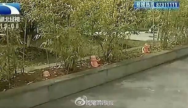 这是艺术？|美院学生让花坛“长”娃娃寓意破土而生？多少人的审美观崩塌了