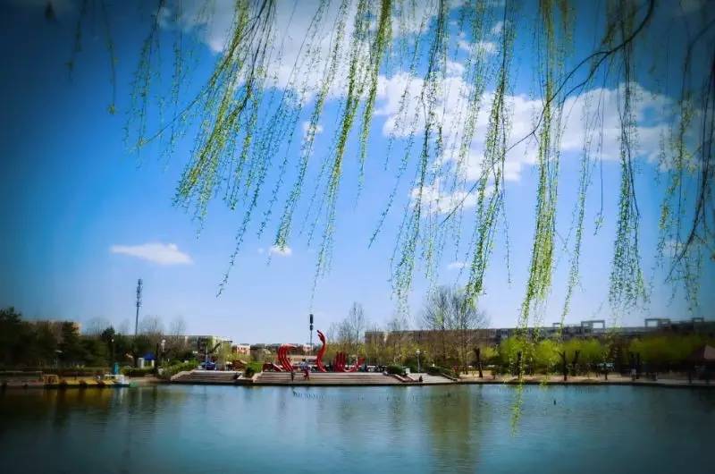 回龙观征婚网,征婚启事爆红全网