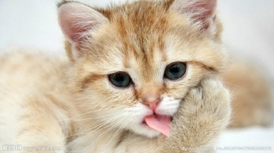 刚买的幼猫拉稀怎么治疗,刚买的幼猫吃新粮拉肚子怎么办