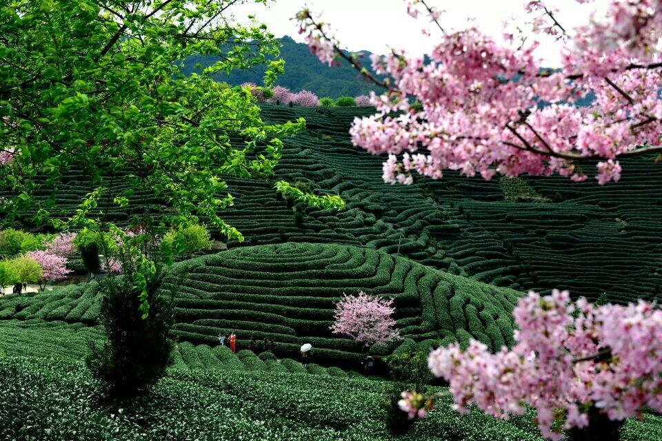 瑞金市教师招聘,江西瑞金中小学教师招聘信息