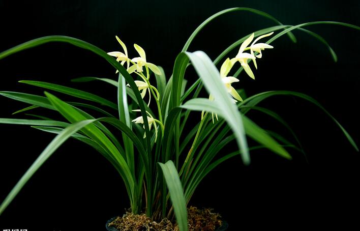 迎春时节兰花开,春天正是兰花盛开时节