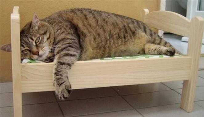 小猫太重在猫爬架摔下来,幼猫被重物砸蜷缩在角落