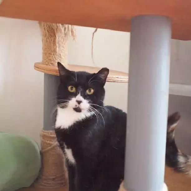 上海领养代替购买,上海领养孩子有补贴吗