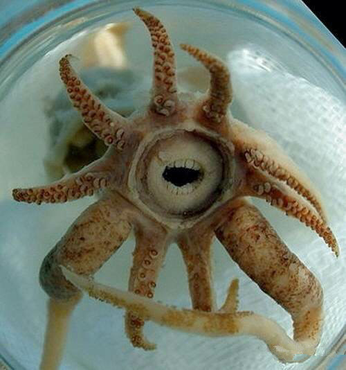 那些不认识的海鲜小干货,超级干货2022