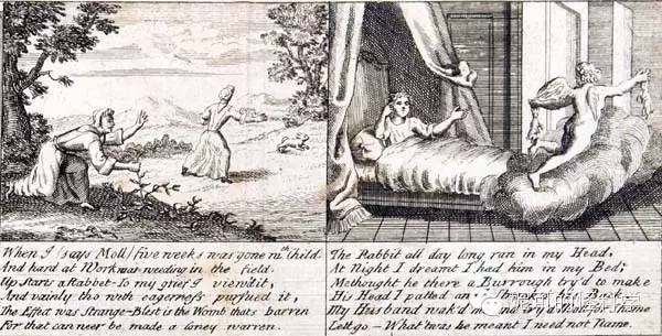 女生生兔子宝宝,女人生兔子