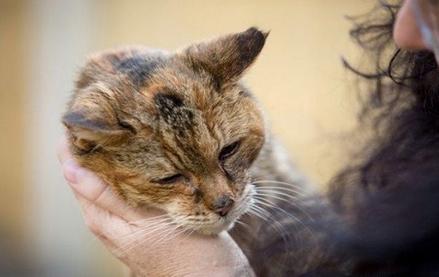 世上最老的猫是什么猫,世界上最老的猫吉尼斯世界纪录