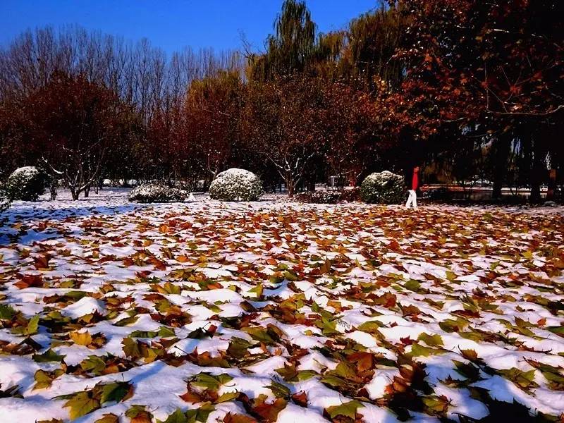 回龙观征婚网,征婚启事爆红全网