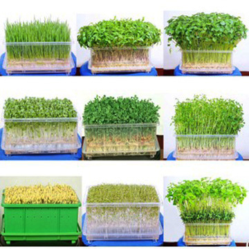 最全的芽苗菜种植技术省钱又生态,芽苗菜在家大量种植