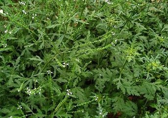 泌尿系结石的中草药处方,中医治尿结石秘方