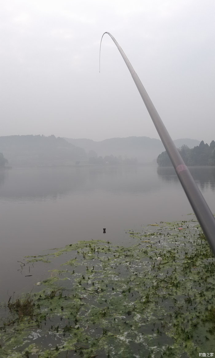 八一水库钓草鱼,八一水库钓青稍