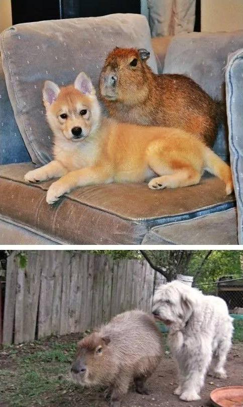 人见人爱车见车载花见花开,人见人爱花见花开车见车英文