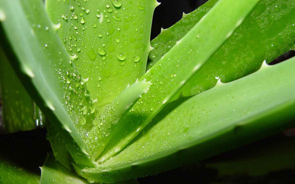 贴膏药过敏了用芦荟胶可以吗,脸过敏了发红可以用芦荟胶吗