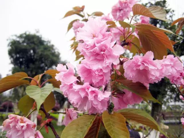 岳麓山最多的植物,岳麓山上的紫色花是什么花