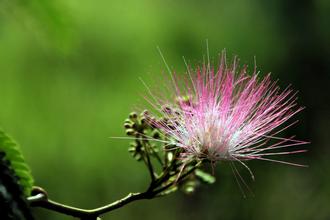 久服安神,欢乐无忧,专治心思不遂神经衰弱,你造吗?