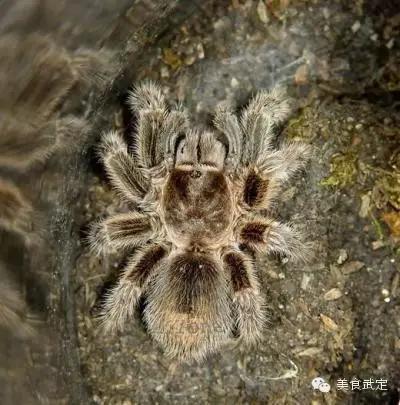 巫蛊之术苗族电影,苗族巫蛊之术全方位揭秘