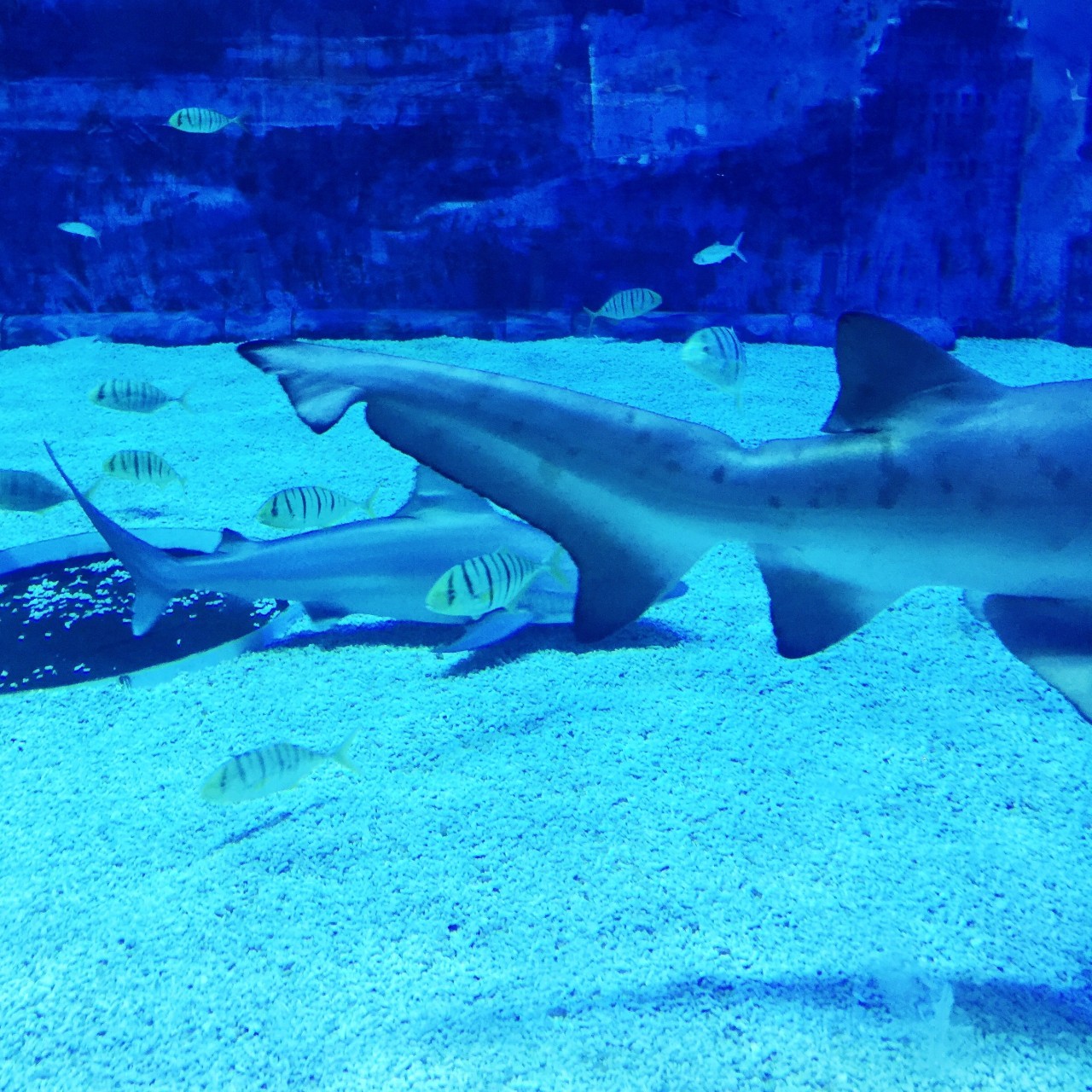 又到了动物们交配的季节，请站在宇宙中心用力呼唤爱！