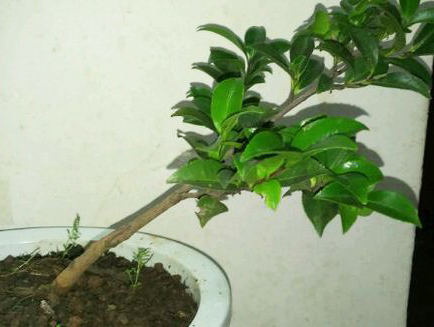 香奈儿山茶花有几种版本,香奈儿喜欢的茶花是什么品种