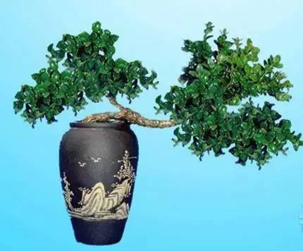 他的树一年只长一寸,但一年能销售300多万!