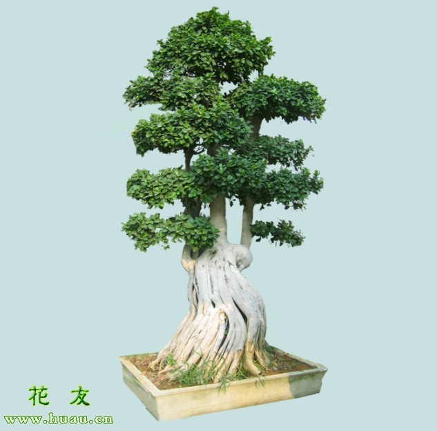 榕树怎么修剪,榕树用大盆还是小盆好