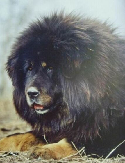 正确的认识猛犬，防范咬人犬以及被猛犬攻击时的自救方法