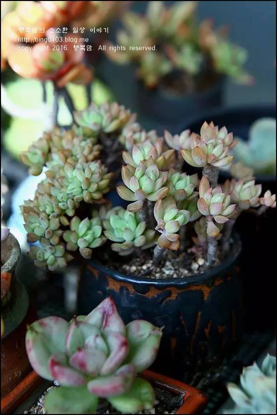 直播间不退不换的韩货,未来直播带货会持续红火吗