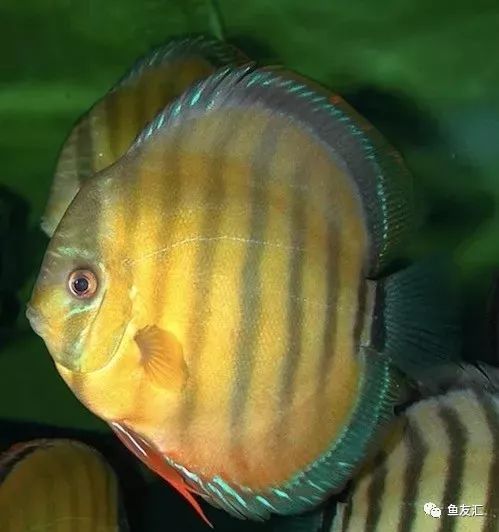 野菜分类,野彩和家彩的饲养区别