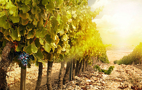 说说红酒的优点,葡萄酒年份说说