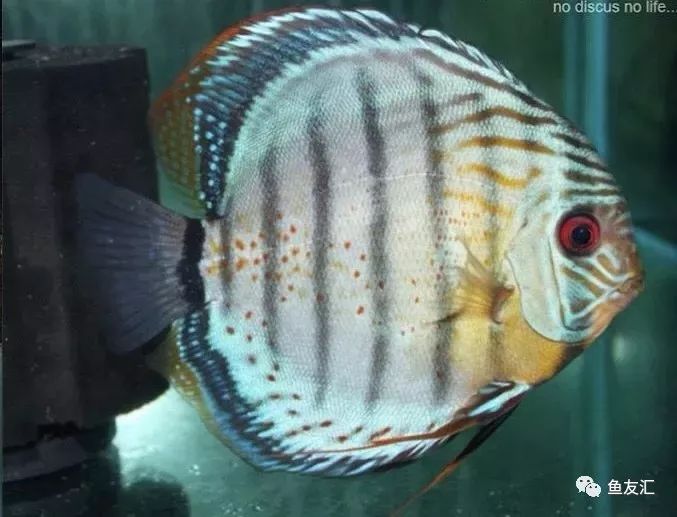 野彩和家彩的饲养区别,野彩到底好不好养