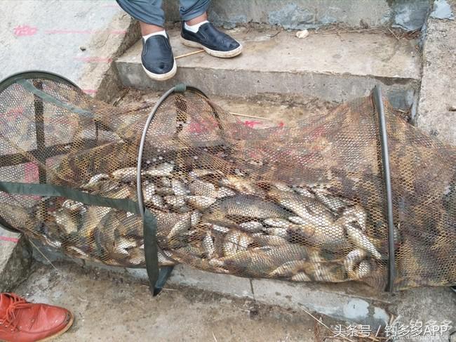 奔横县只为巴西雕，遇降温无奈成掐鲤