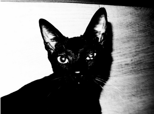 黑白图片大全大图,找不同黑白图片大全