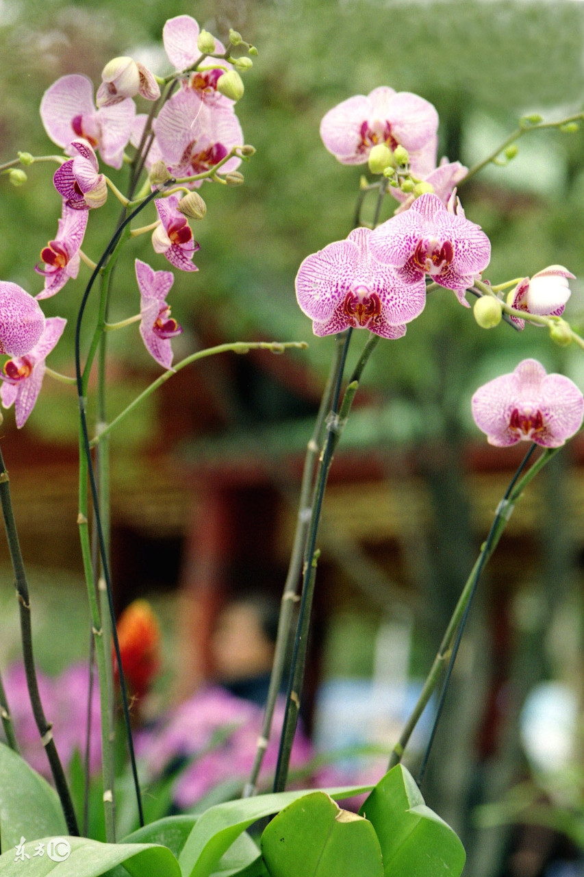贵州省最名贵十种兰花,最名贵十种兰花剑阳蝶