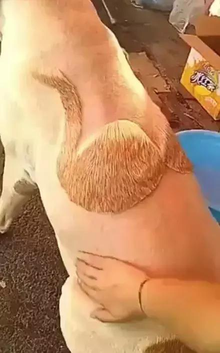 网友家的猫坐键盘上，偶然竟打出这几个字，可以说，细思极恐了！