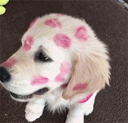 欧美流行在狗狗脸上吻满唇印，兽医：小心唇膏含有害金属！