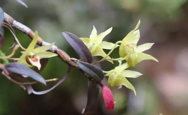 铁皮石斛可以治高血糖吗,铁皮石斛可以治肺病吗