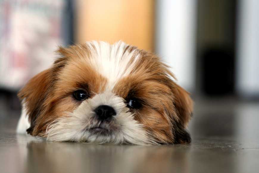 猫咪又拉又吐是狂犬病吗,猫咪又吐又拉排除猫瘟是什么原因