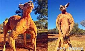 美味佳肴五花八门,中国厨师挑战袋鼠肉