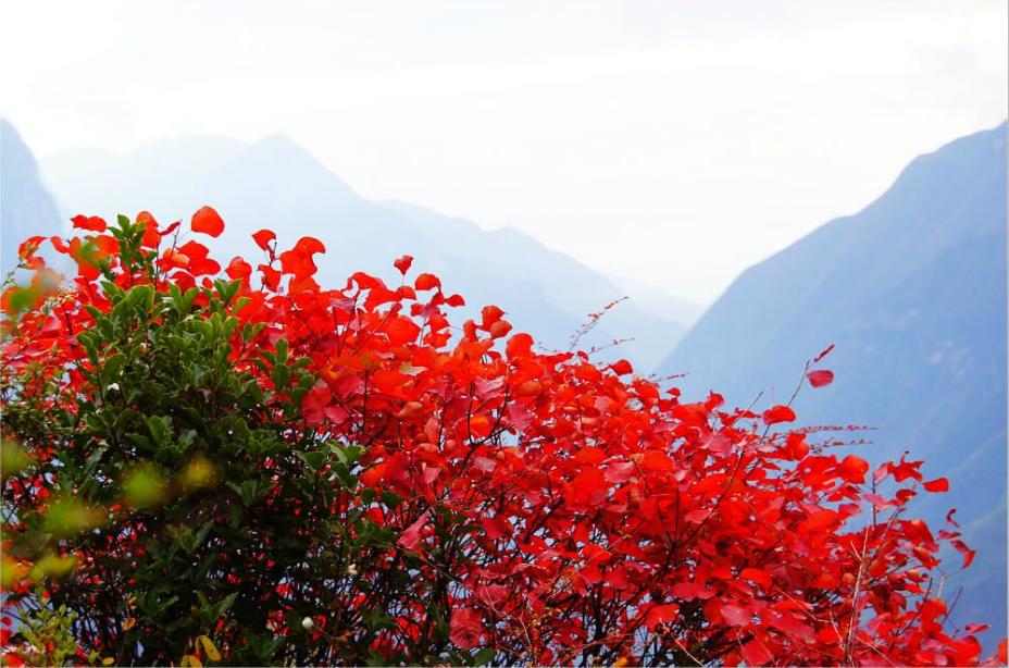 红叶满渝！麻将之余不如带上妹儿共赴巫山耍下！