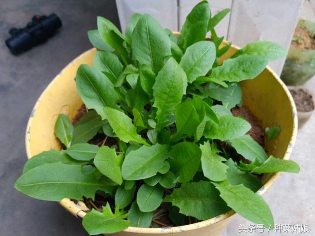 蒲公英家庭庭院种植方法,蒲公英在家里的种植方法