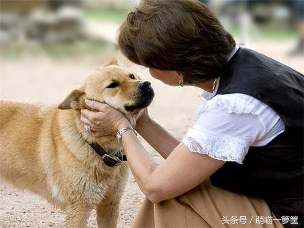 狗狗经常挨揍会怎样,狗狗挨训还笑