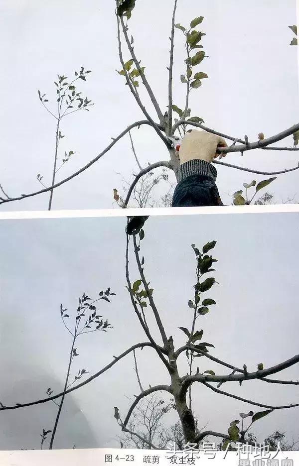 桃树傻瓜式修剪技术,汪景彦傻瓜式修剪详解