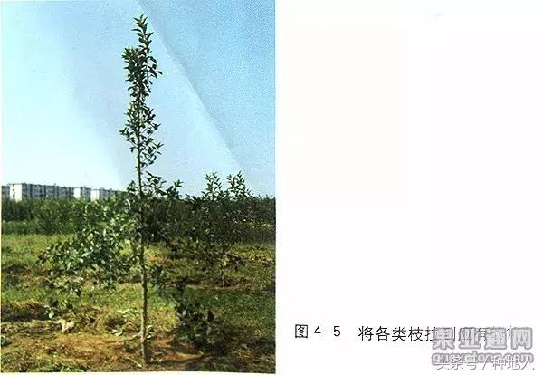 桃树傻瓜式修剪技术,汪景彦傻瓜式修剪详解