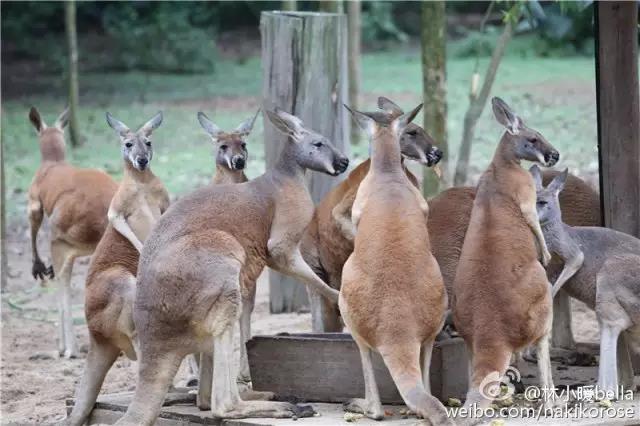 两大一小广州长隆亲子游攻略,最新广州长隆带娃游玩攻略2天