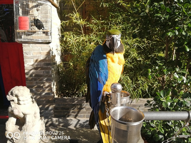 华为nova2s手机发布价格,华为nova2s二手机目前价格