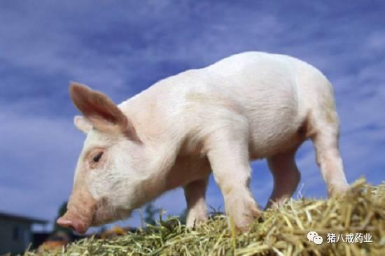 常见猪病的治疗与预防,常见猪病的症状和治疗