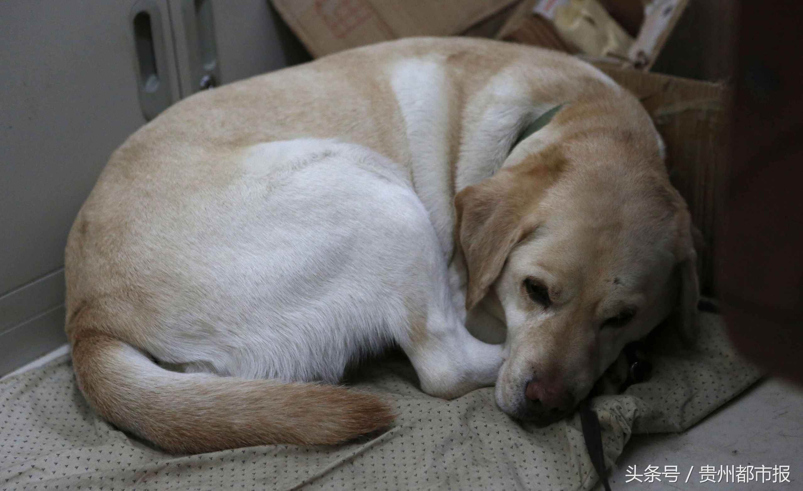 全世界第一只哈士奇导盲犬,一只导盲犬的真实生活