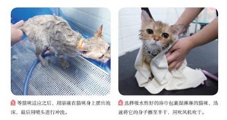 这都不知道，还敢说你会养猫？