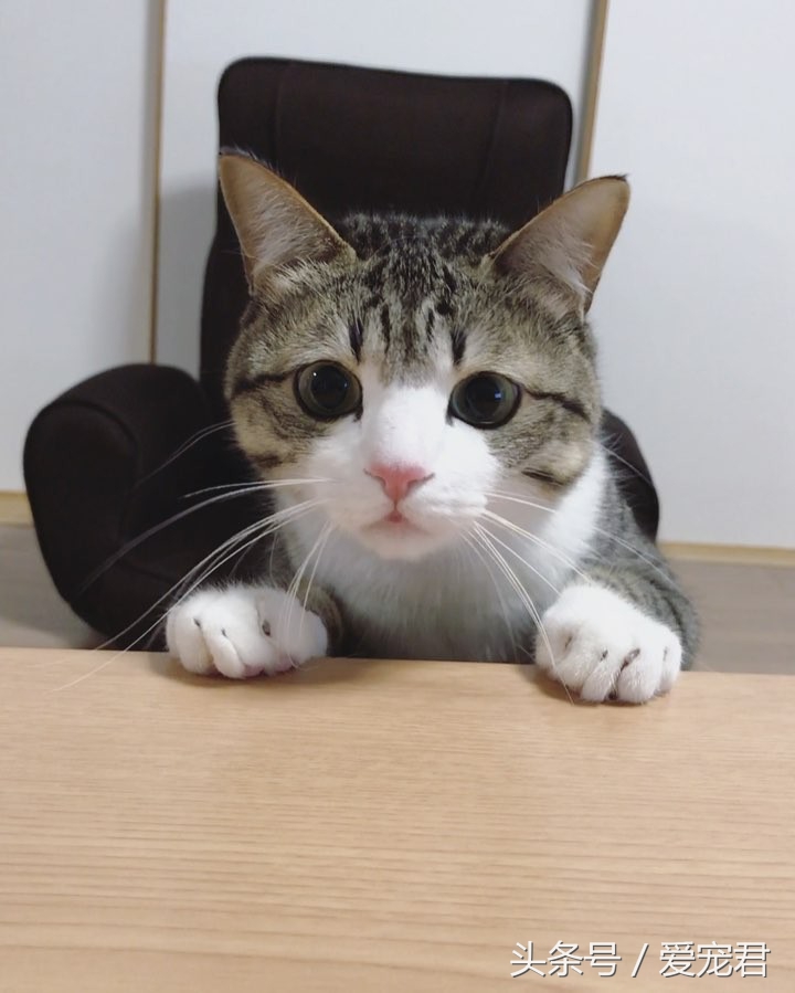 铲屎官给猫咪喂粮,铲屎官给猫咪准备鸡腿