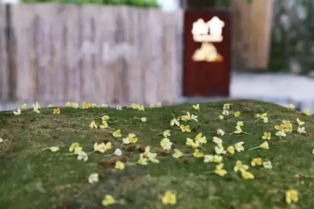 滴滴女司机开民宿,滴滴转民宿