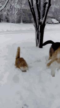 北方的猫过冬靠暖气，那南方的猫靠啥？