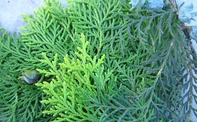 侧柏叶的功效与作用侧柏叶酒的酿酒配方